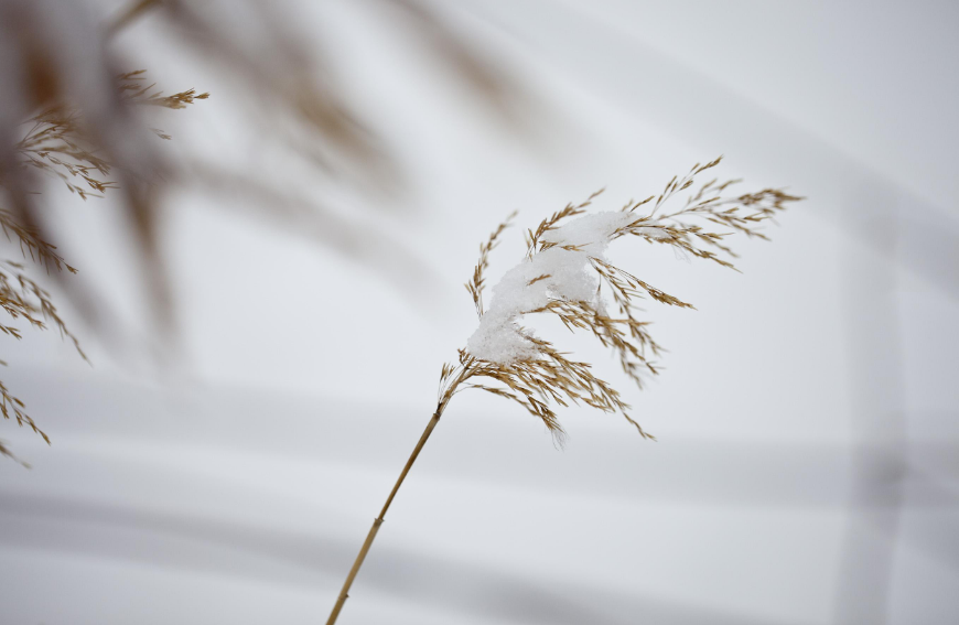 关于小雪的古诗四句最有名（古人描写小雪节气的经典诗句）