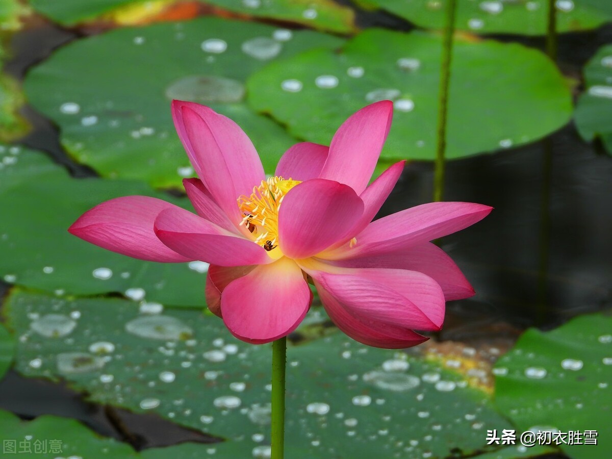 形容立秋的句子唯美（描述秋节唯美的句子分享）