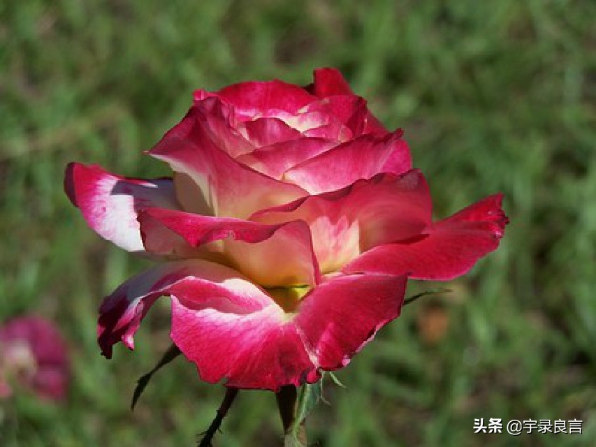震撼人心的句子（震撼人心的经典语录）