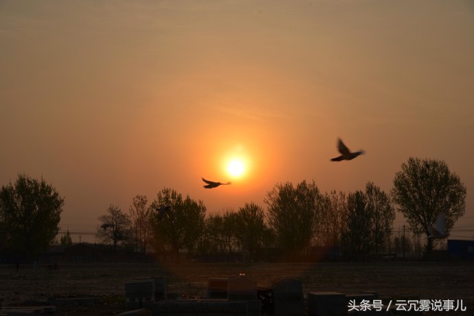 鸡年贺词四字成语（带鸡的吉祥成语大全）