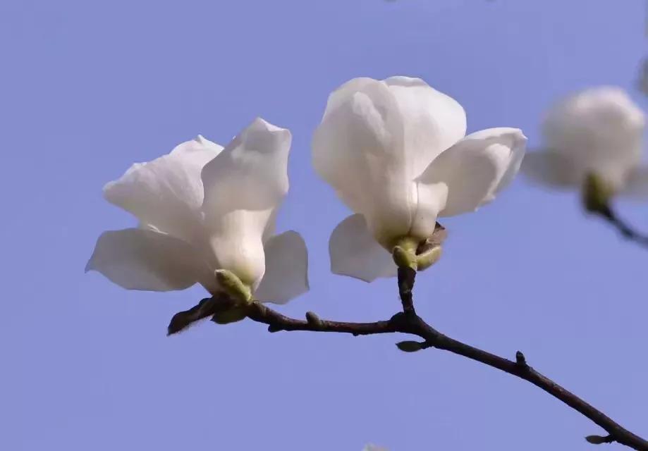 玉兰花的记忆人生启示（玉兰花人生感悟）