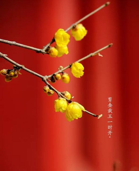 立春的诗有哪些（立春的古诗词名句鉴赏）