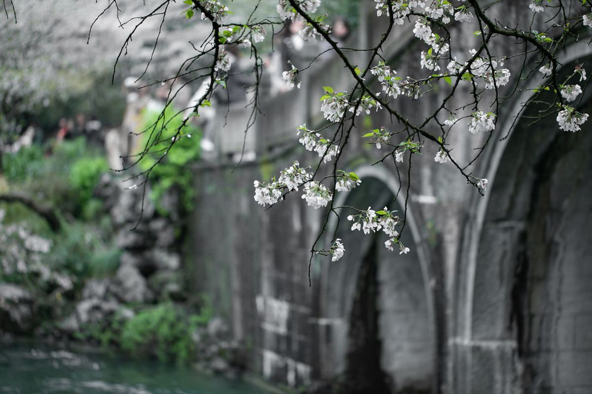 含雨的诗句有哪些（含雨的诗词名句）
