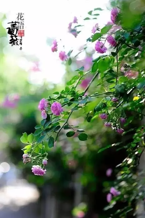 短诗现代摘抄（最著名的现代诗歌鉴赏）