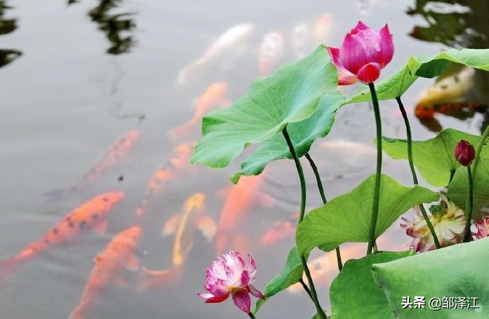 关于莲的成语有哪些（莲花最有禅意的句子鉴赏）