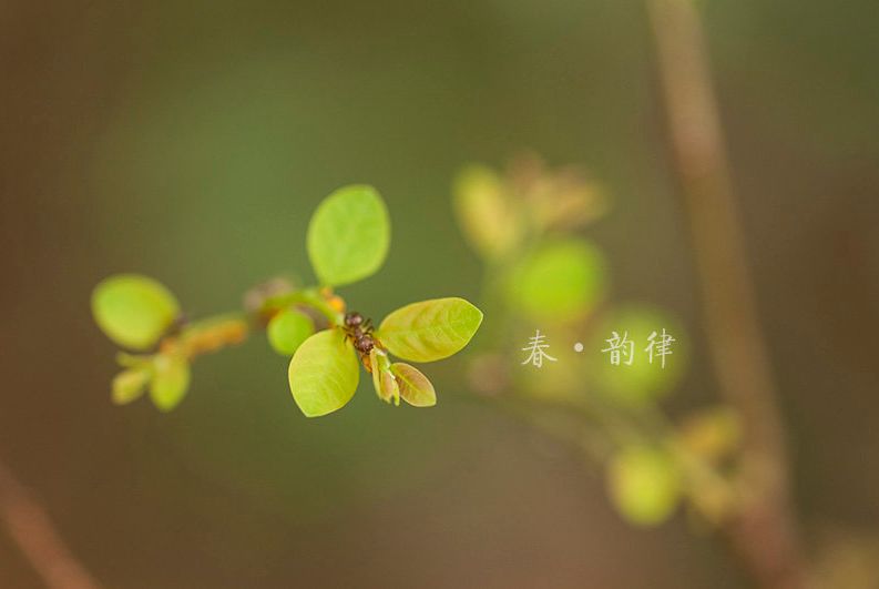 立春的诗有哪些（立春的古诗词名句鉴赏）