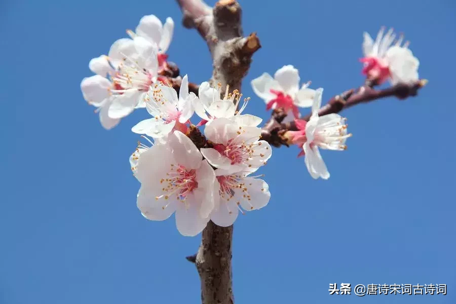 杜牧的诗句有哪些（杜牧写的诗句分享）