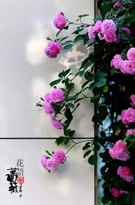 短诗现代摘抄（最著名的现代诗歌鉴赏）