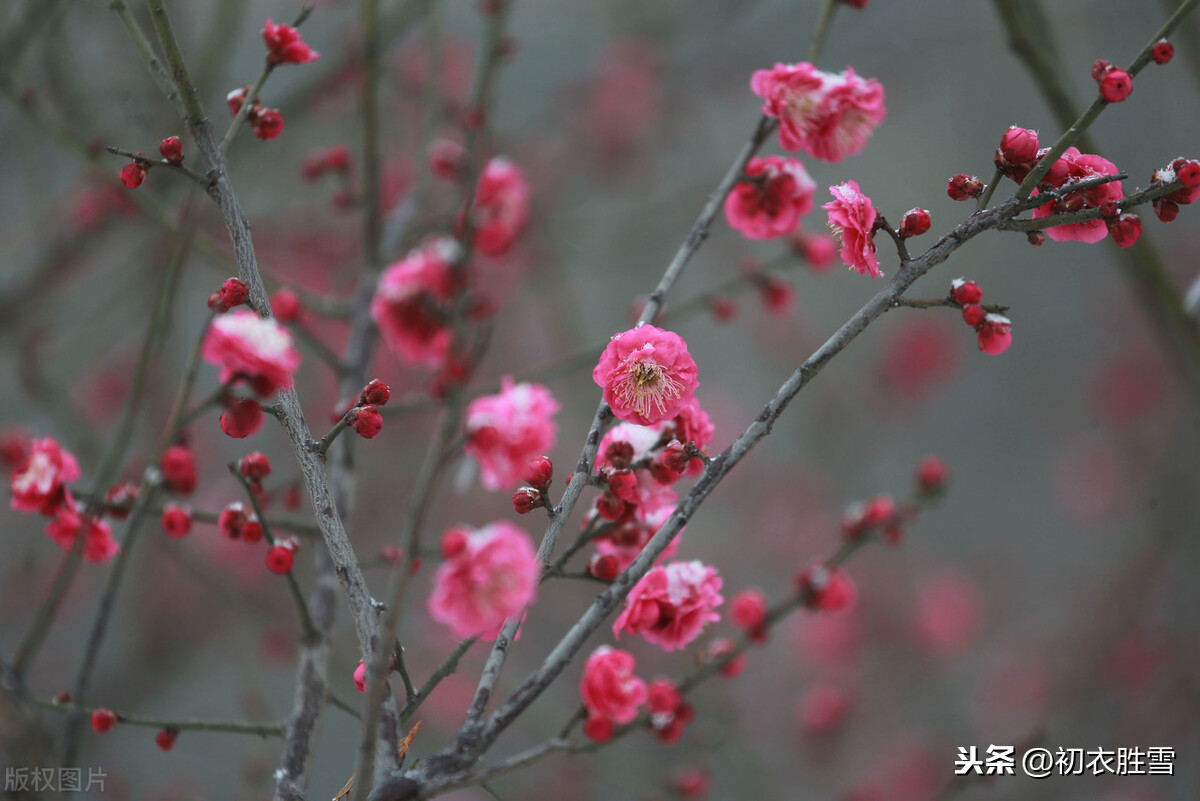 元旦的诗句有哪些（关于元旦的诗句佳句）