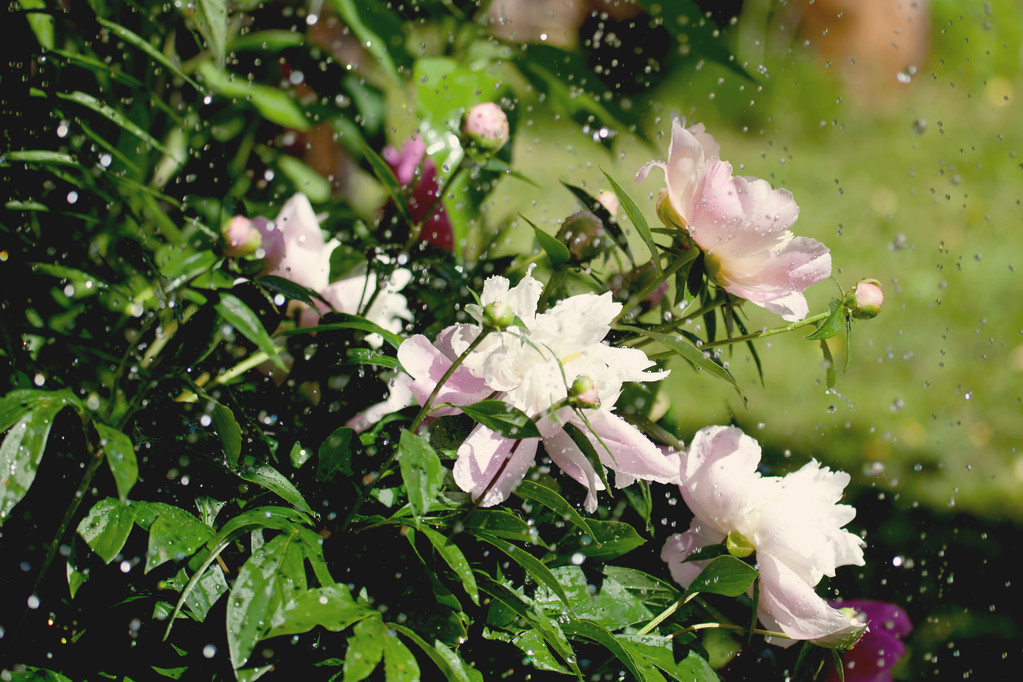 含雨的诗句有哪些（含雨的诗词名句）