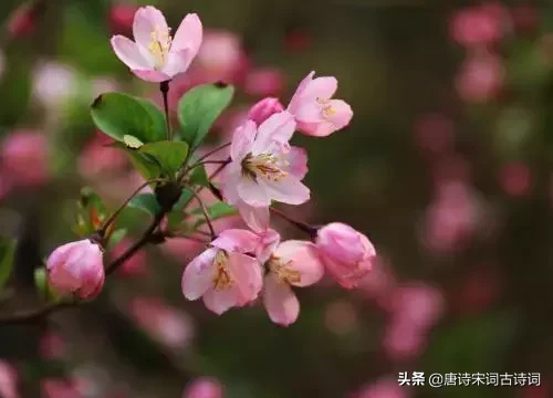 杜牧的诗句有哪些（杜牧写的诗句分享）