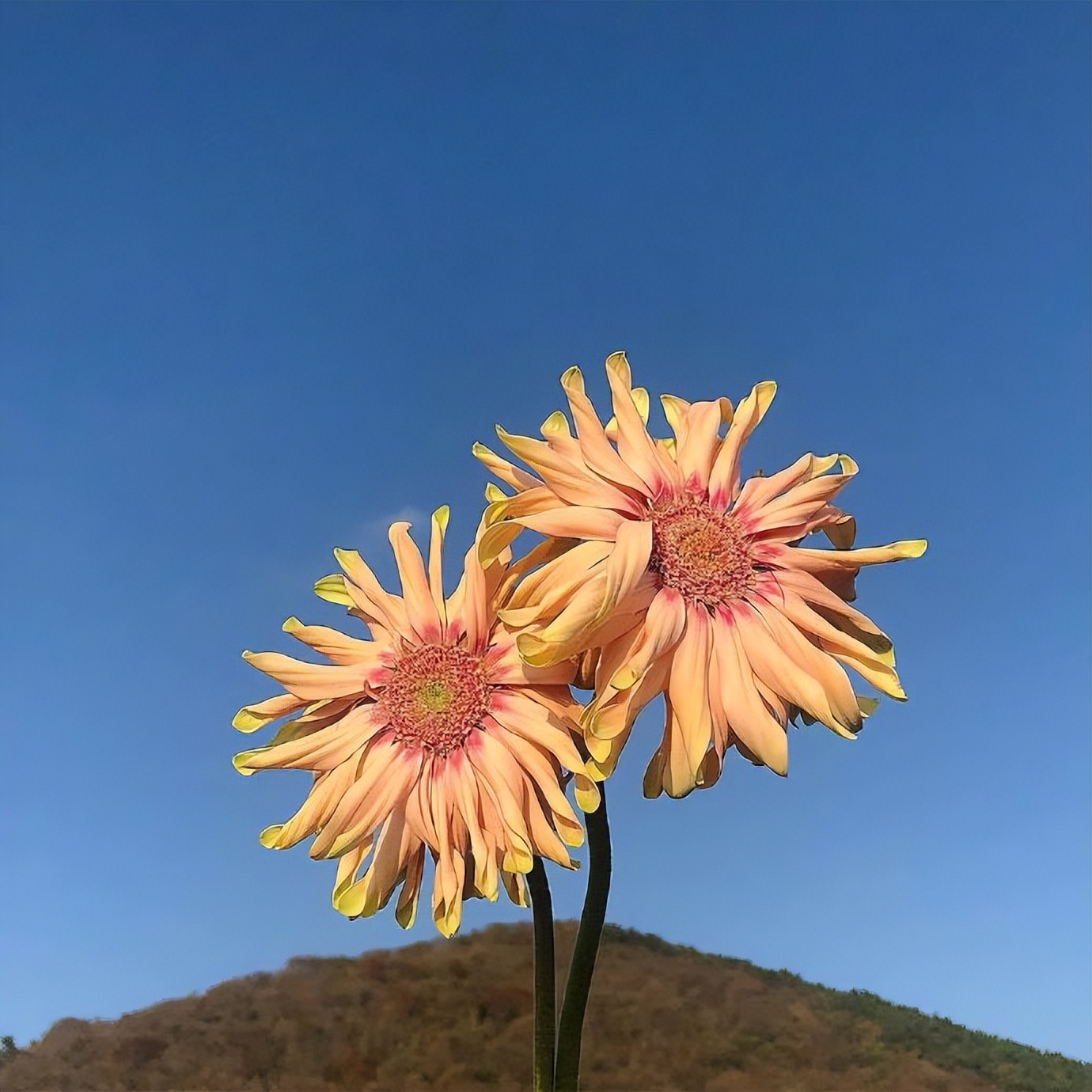 七夕语录经典简短（情人节暖心简短文案）