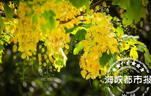 七月的句子短句唯美（七月美好的寓意的句子）