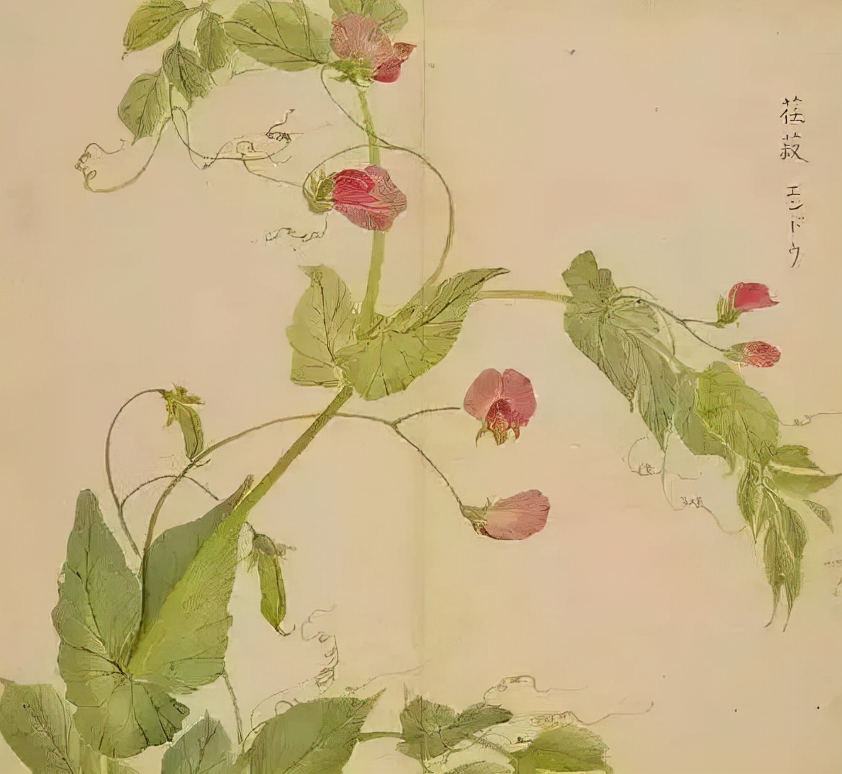 诗经原文及翻译（诗经全文及译文完整版）