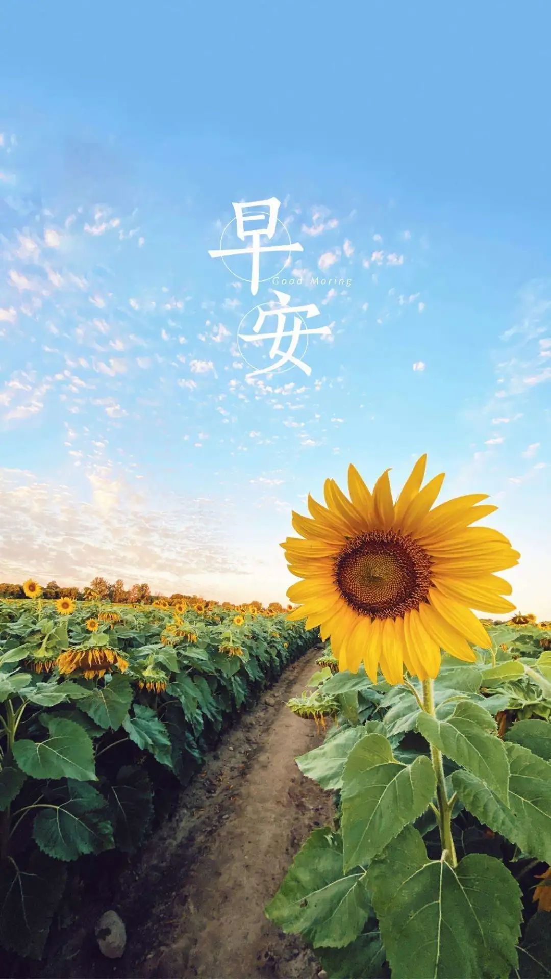 平安祝福语简短一句话(祝福平安的唯美句子)