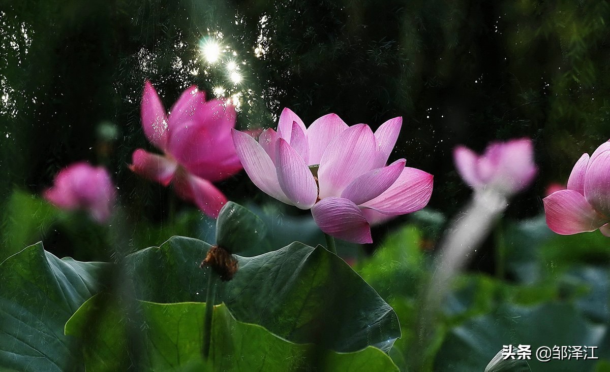 关于莲的成语有哪些（莲花最有禅意的句子鉴赏）