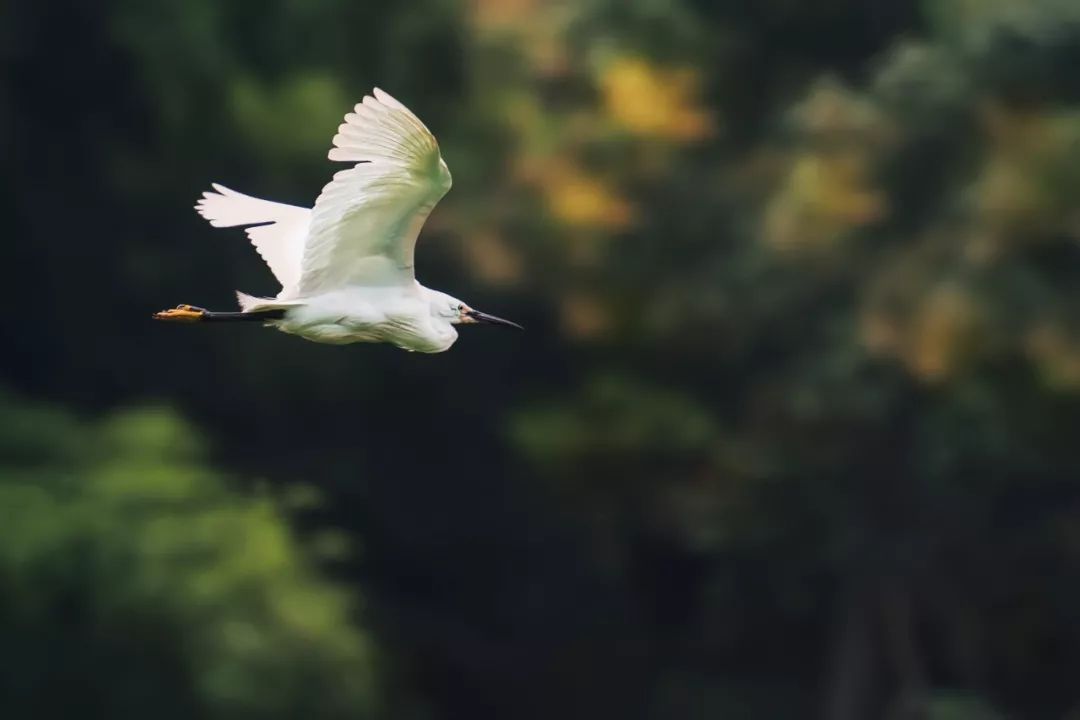 岁月静好是什么意思（感叹岁月静好唯美句子）