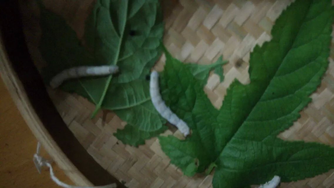 春蚕到死丝方尽成语是什么（春蚕到死丝方尽的寓意）