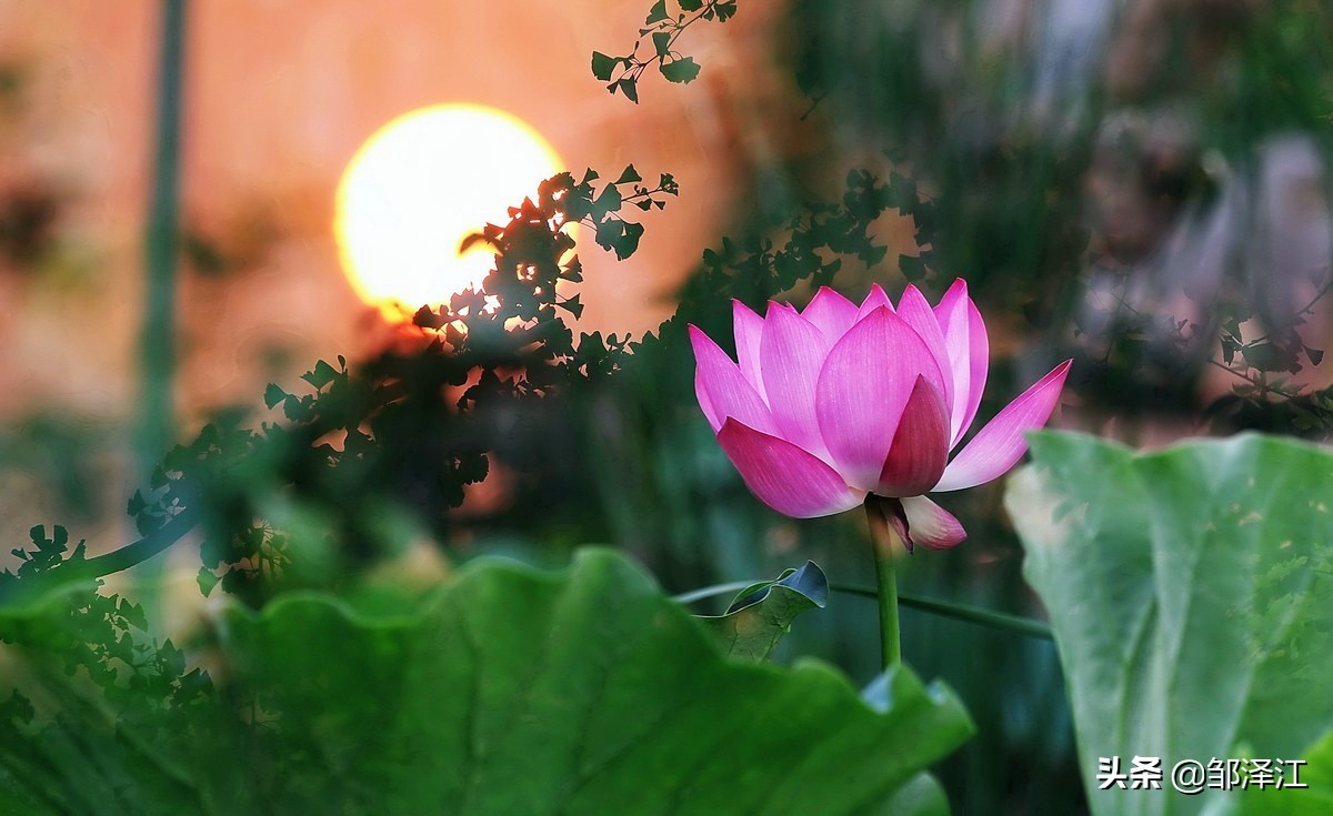 关于莲的成语有哪些（莲花最有禅意的句子鉴赏）