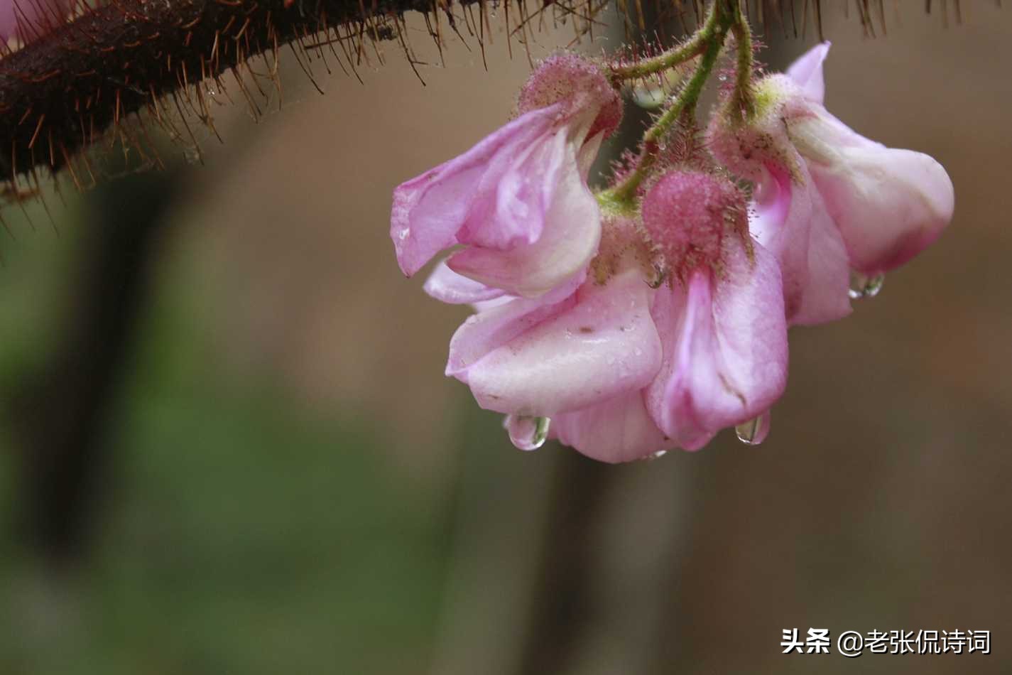 何当共剪西窗烛下一句（何当共剪西窗烛下句及全诗赏析）