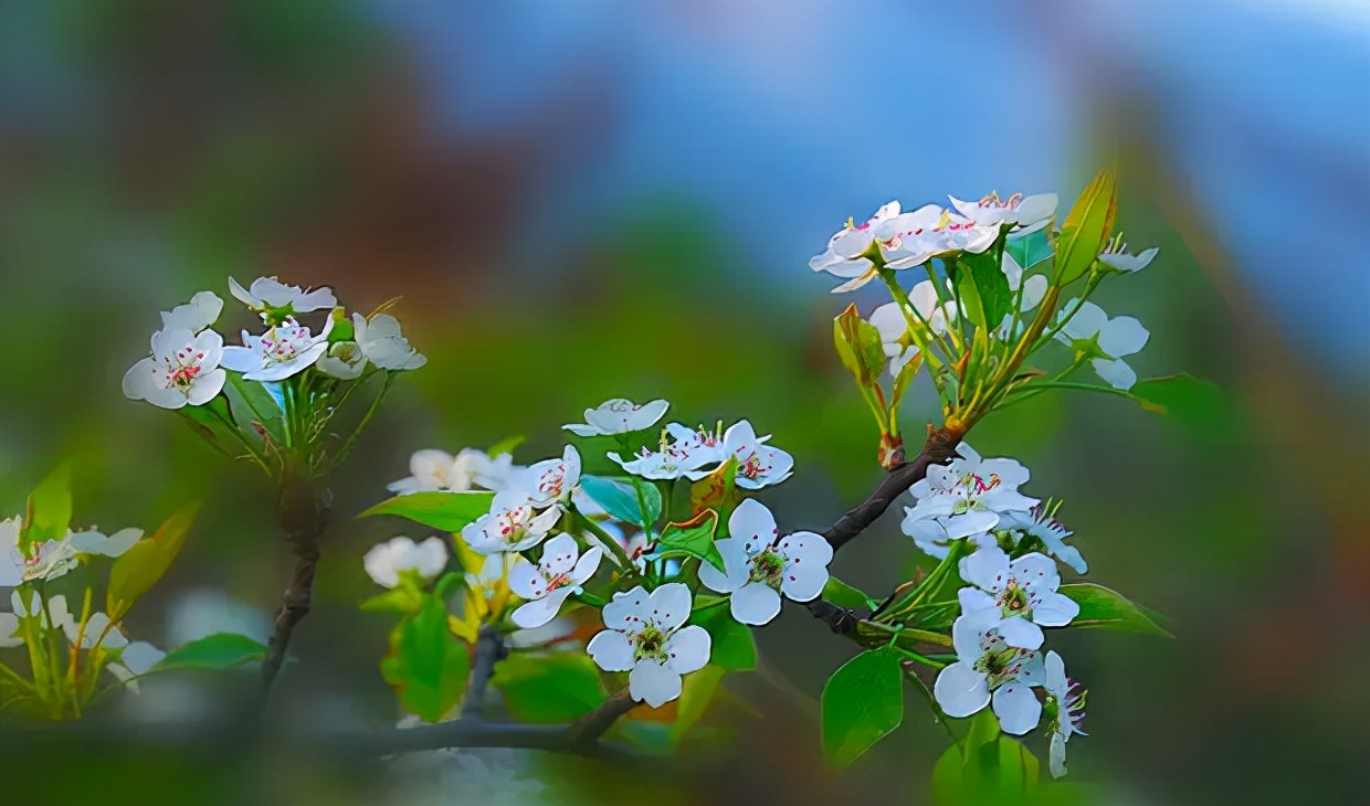 梨花的诗句有哪些（关于描写梨花的诗句）