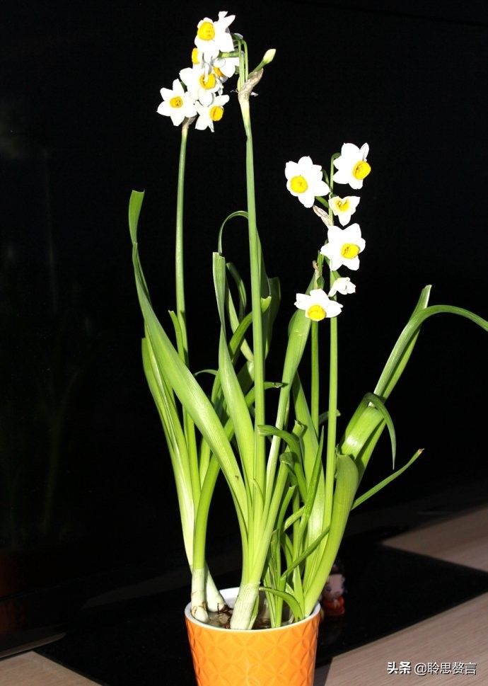 水仙花的诗歌有什么（描写水仙花的古诗）