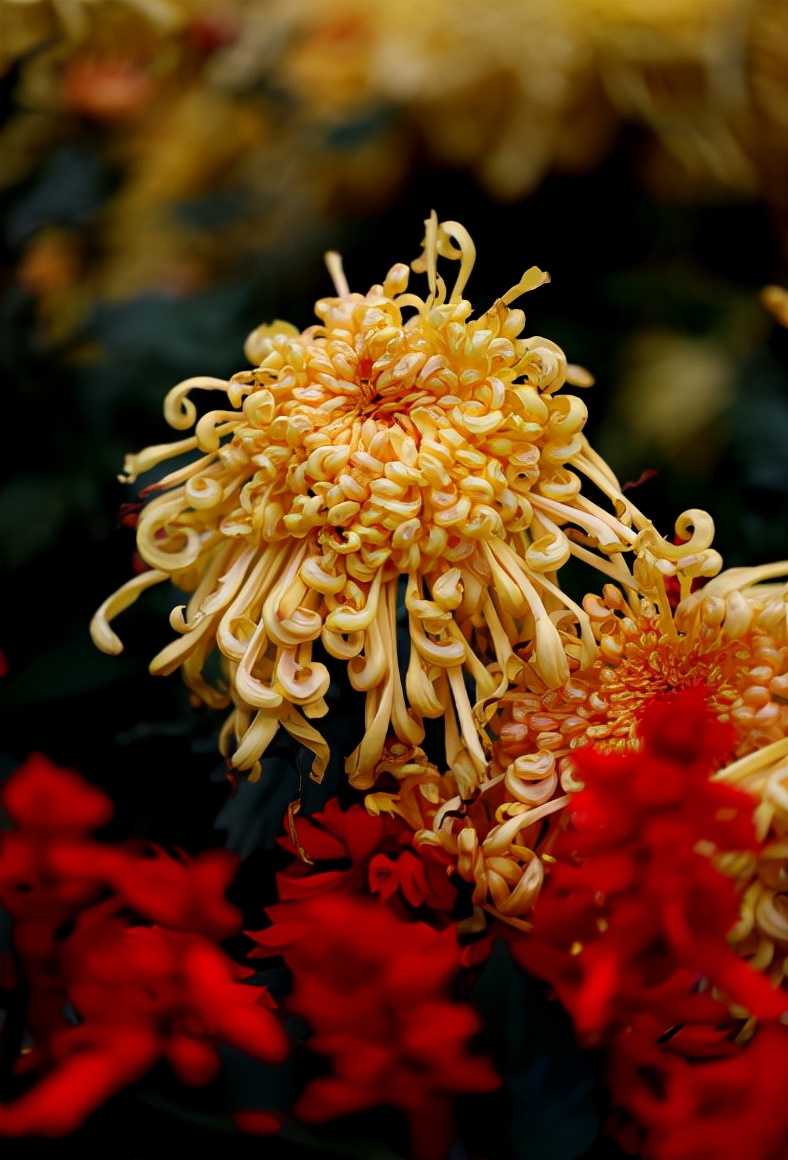 写菊花的诗句有哪些（描写菊花的诗词欣赏）