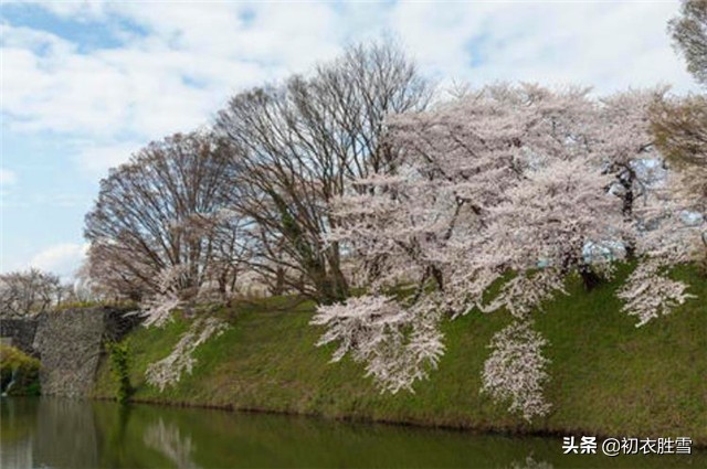 一棵开花的树席慕容赏析（席慕容一棵开花的树原文）
