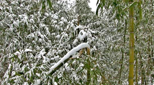 时闻折竹声是哪首古诗（白居易夜雪诗词赏析）