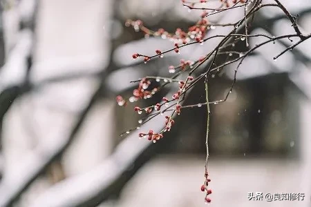 梅花诗意全解（最经典的梅花诗欣赏）