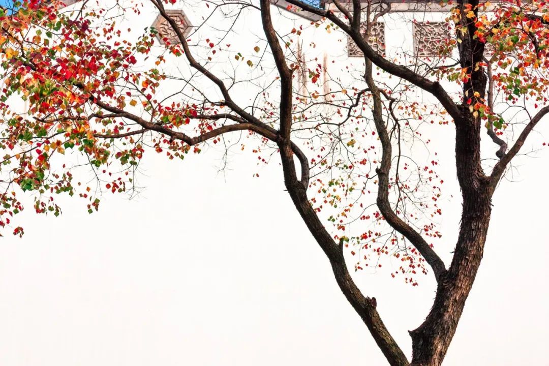 重阳节诗句经典古诗（描写重阳节的诗句欣赏）