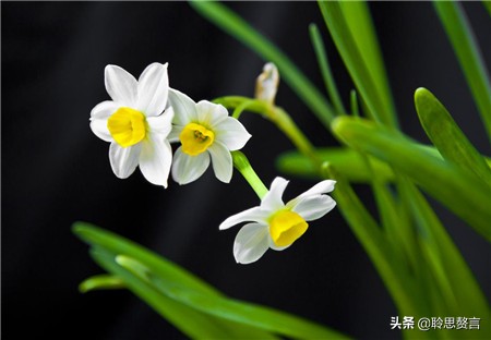 水仙花的诗歌有什么（描写水仙花的古诗）