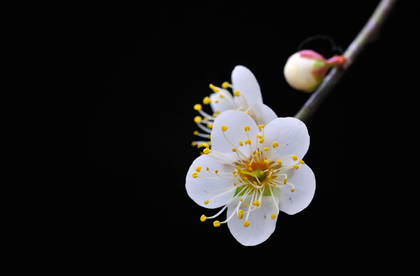 关于梅花古诗有哪些（描写春天梅花的诗句）