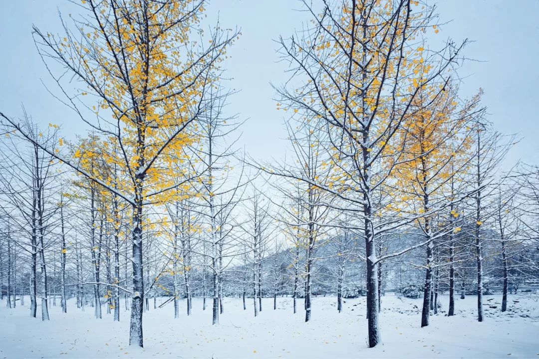 描写美丽雪景的诗句有哪些（赞美雪的诗句唯美）