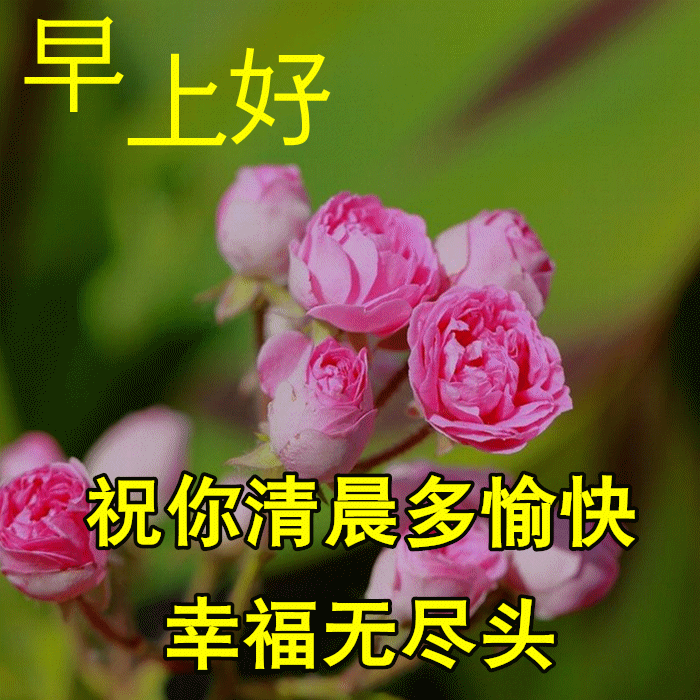 早上好的问候美句（很甜很撩的早安句子）