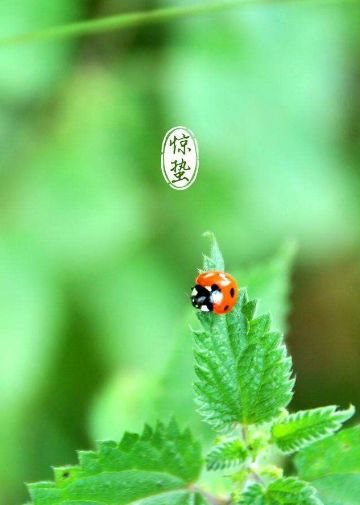 惊蛰诗词经典鉴赏（关于惊蛰古诗词赏析）