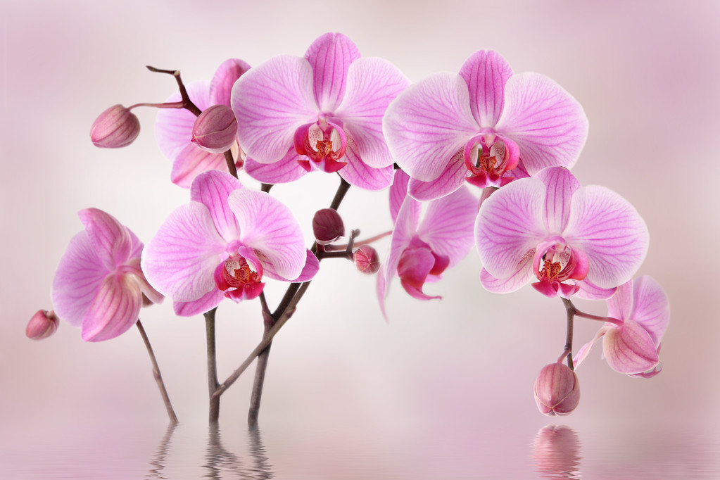 描写兰花清幽高雅的诗句（人品如兰的唯美句子）