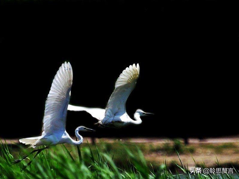 关于白鹭的诗句大全（白鹭诗句最出名诗句）