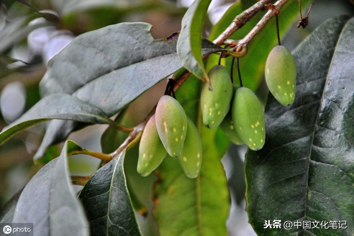 三秋桂子下一句是什么（三秋桂子十里荷花典故）