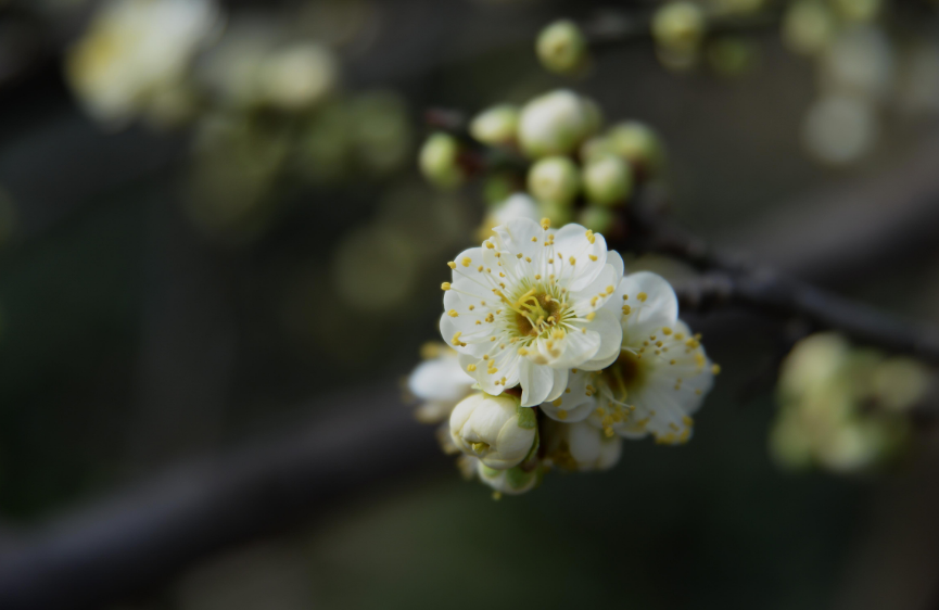 写梅花的古诗有什么（赞美梅花的诗句鉴赏）