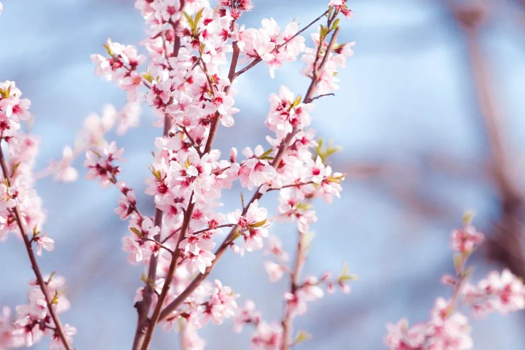 春天赏花的优美句子（赞美春天赏花的好词句）