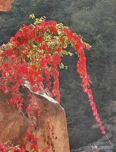 抒情的散文精选（人生感悟的抒情散文）