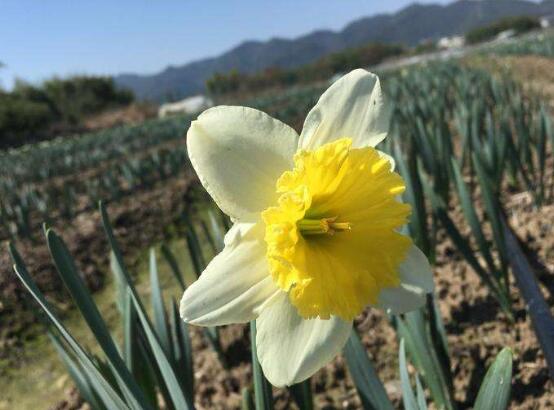 水仙花花语是什么（水仙百合的象征及寓意）