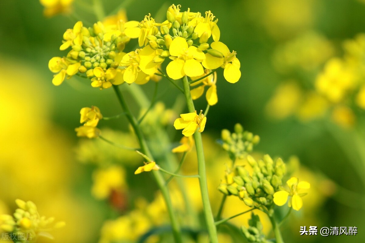 关于油菜花的唯美短句（油菜花的文案短句）