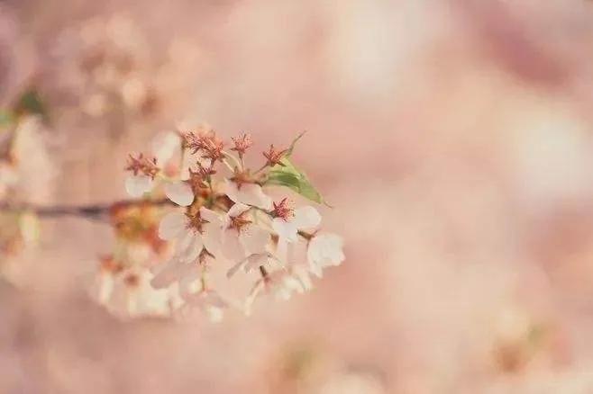 描写春天的句子摘抄（关于春天的句子唯美短句）