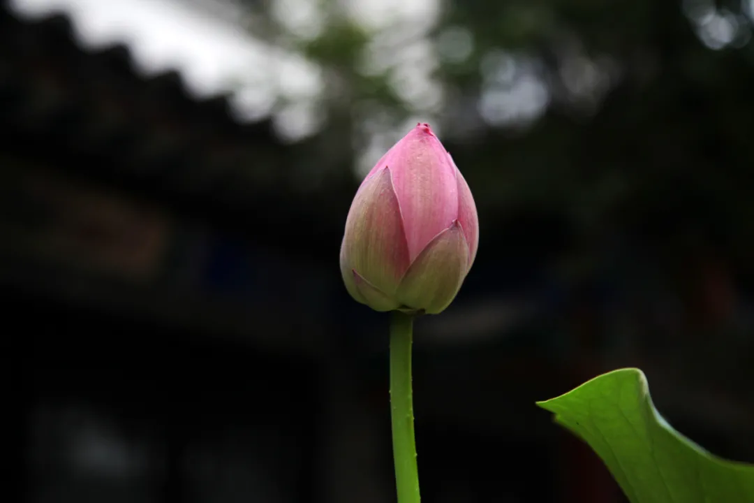 滦州古城是什么地方（滦州古城简介介绍）