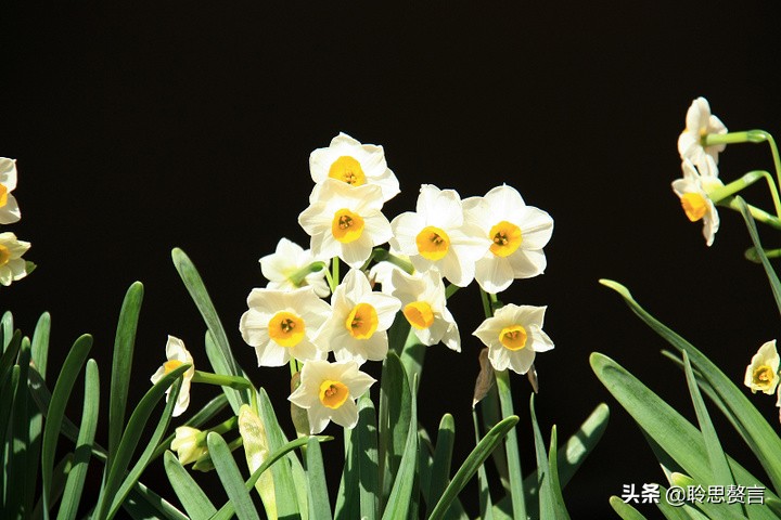 水仙花的诗歌有什么（描写水仙花的古诗）