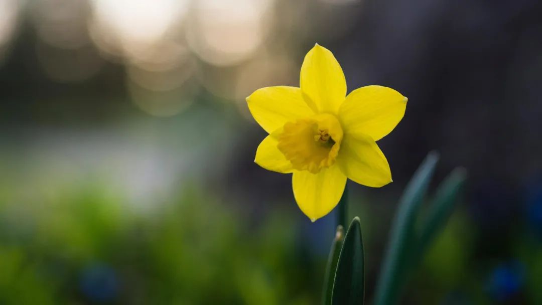 水仙花的诗句古诗（赞美水仙花的经典诗句）