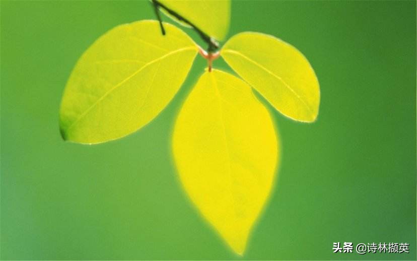带叶字的诗句有哪些（带叶的好寓意的诗句）