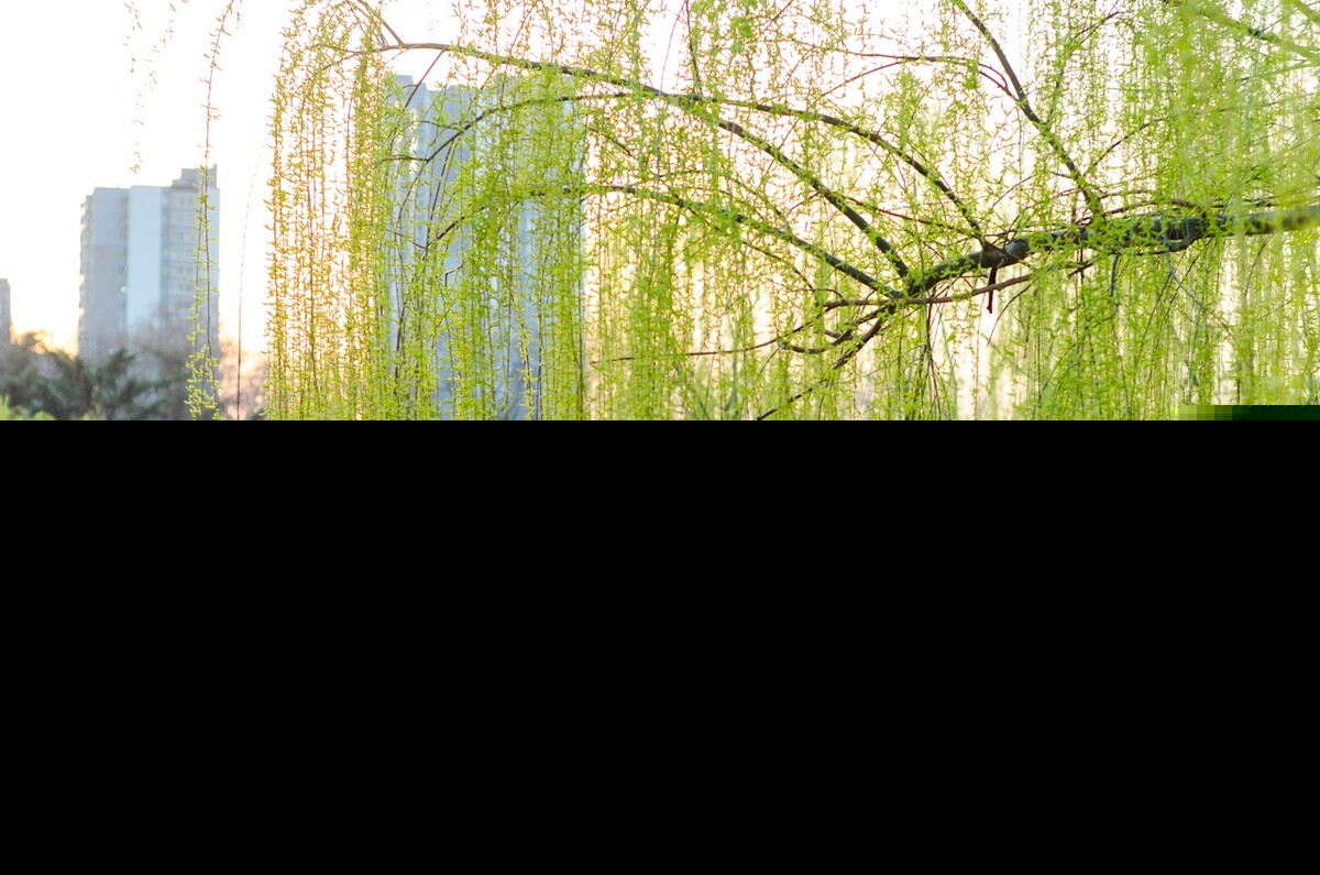 诗经名句佳句大全（古人表白最浪漫的诗句）